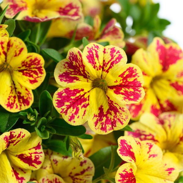 Calibrachoa 'lia Cranberry' - View 7 from www redcrocus com