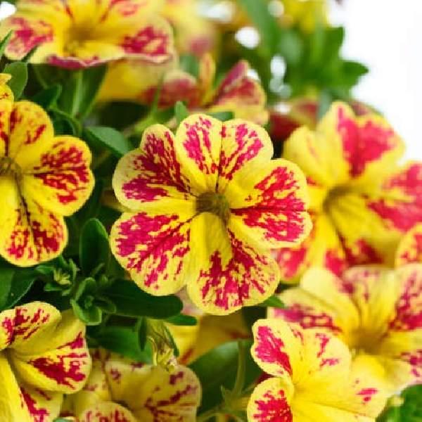 Calibrachoa 'lia Cranberry' - View 8 from www redcrocus com