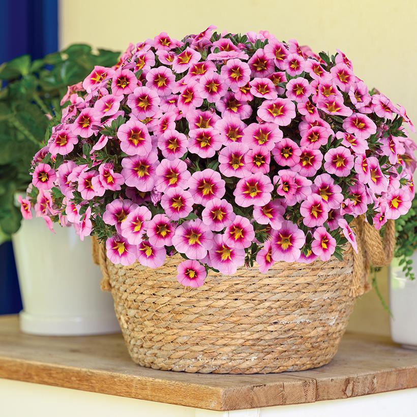 Calibrachoa 'lia Cranberry' - View 9 from www redcrocus com