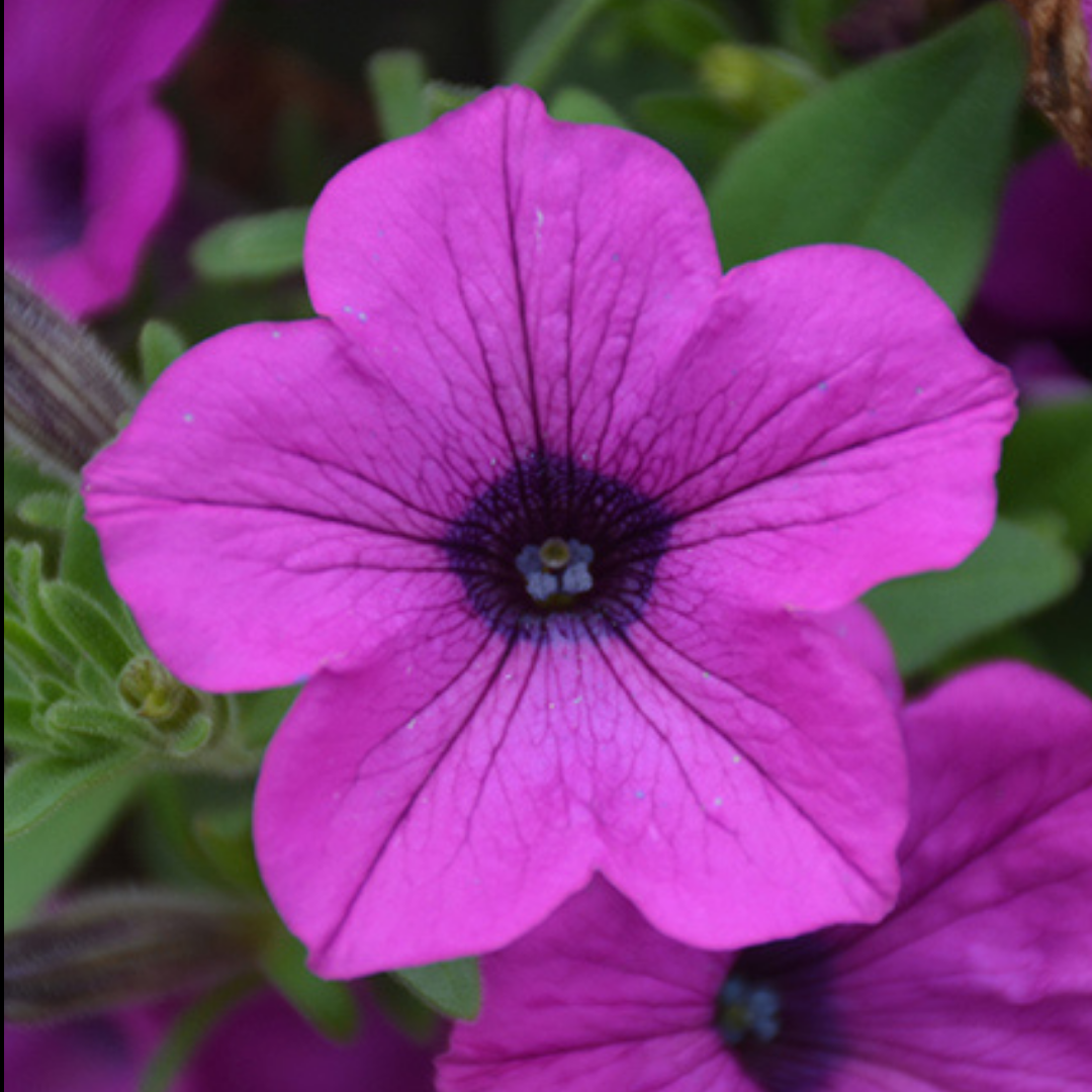 Petunia 'dekko Lavender Eye' - View 12 from www redcrocus com