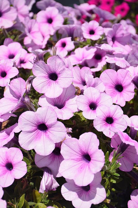Petunia 'dekko Lavender Eye' - View 1 from www redcrocus com