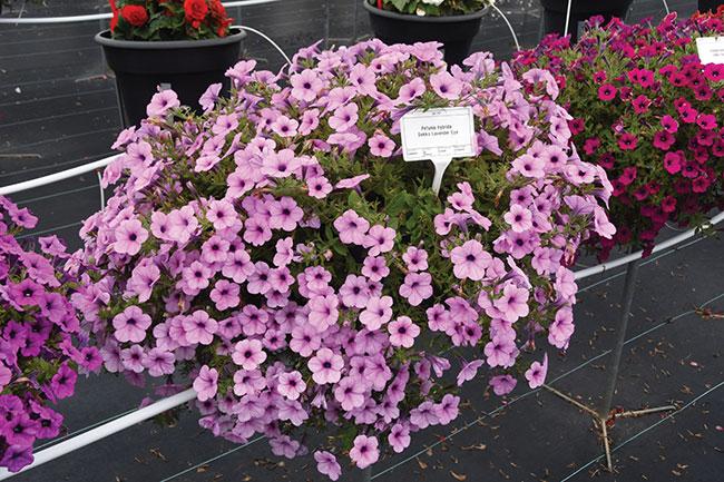 Petunia 'dekko Lavender Eye' - View 2 from www redcrocus com