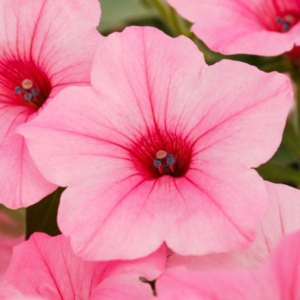 Petunia 'dekko Lavender Eye' - View 4 from www redcrocus com