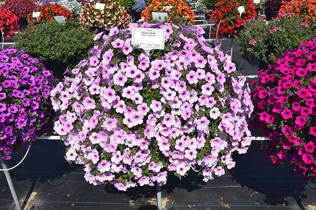 Petunia 'dekko Lavender Eye' - View 5 from www redcrocus com