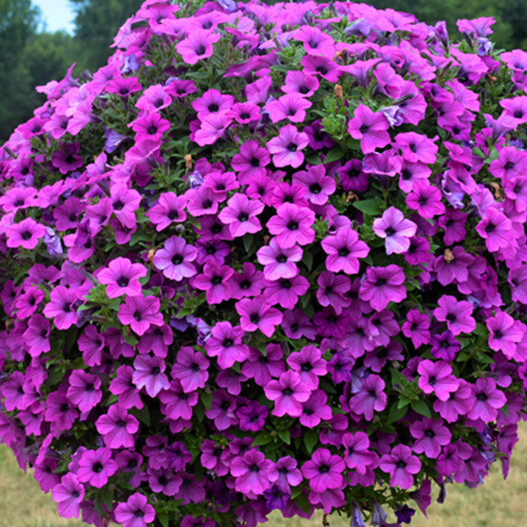 Petunia 'dekko Lavender Eye' - View 7 from www redcrocus com