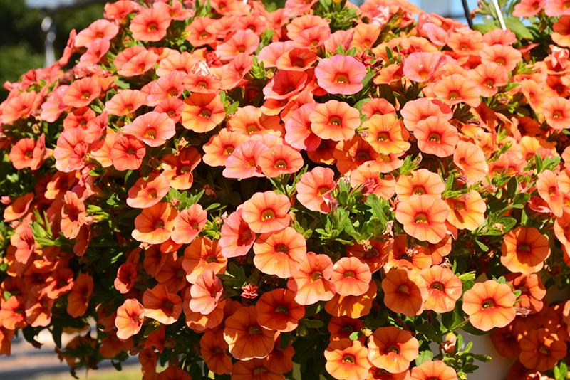 Calibrachoa Lia Bubblegum - View 10 from www redcrocus com