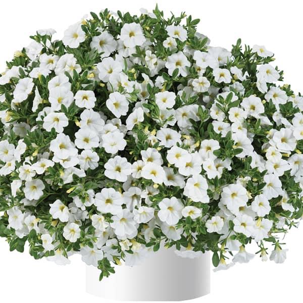 Calibrachoa Lia Bubblegum - View 13 from www redcrocus com