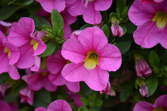 Calibrachoa Lia Bubblegum - View 1 from www redcrocus com