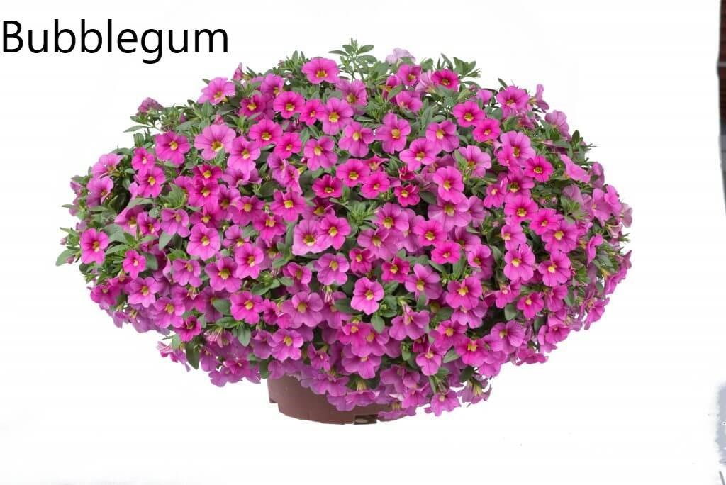 Calibrachoa Lia Bubblegum - View 4 from www redcrocus com