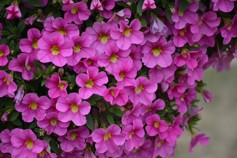 Calibrachoa Lia Bubblegum - View 5 from www redcrocus com
