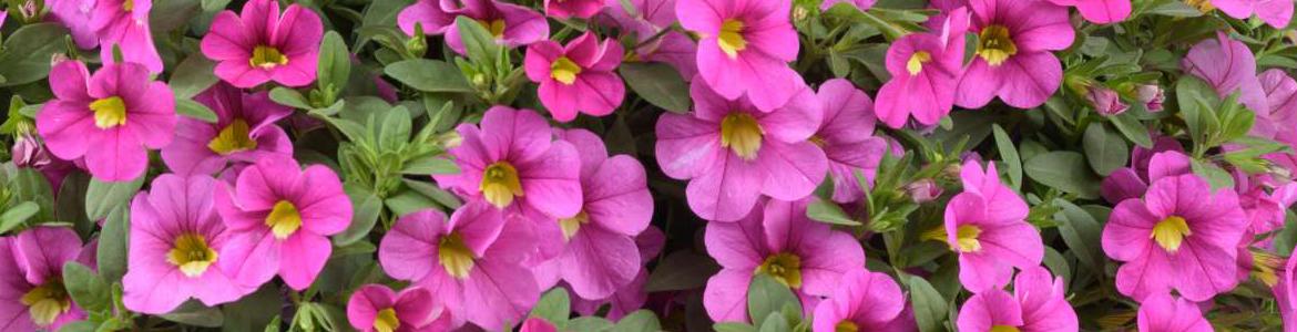 Calibrachoa Lia Bubblegum - View 6 from www redcrocus com