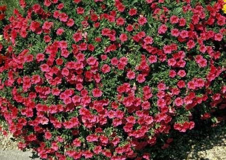 Calibrachoa Lia Bubblegum - View 7 from www redcrocus com