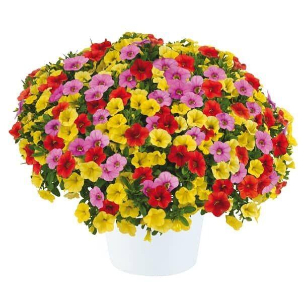 Calibrachoa Lia Bubblegum - View 8 from www redcrocus com