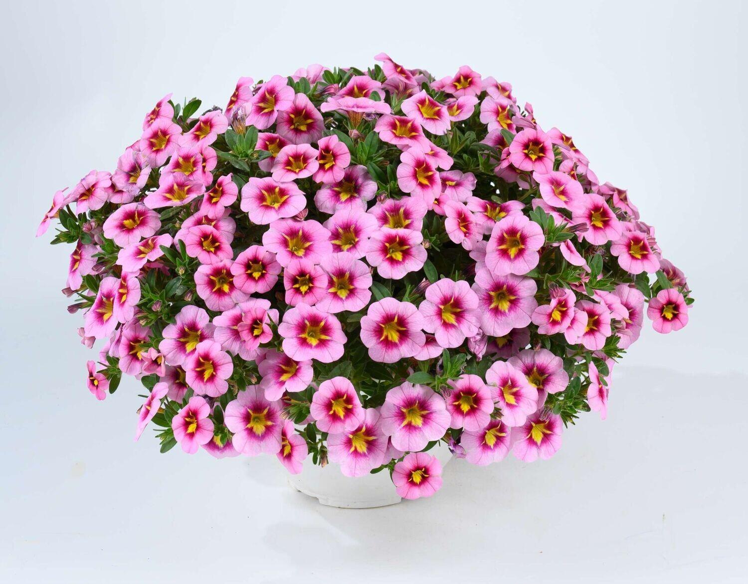 Calibrachoa Lia Bubblegum - View 9 from www redcrocus com
