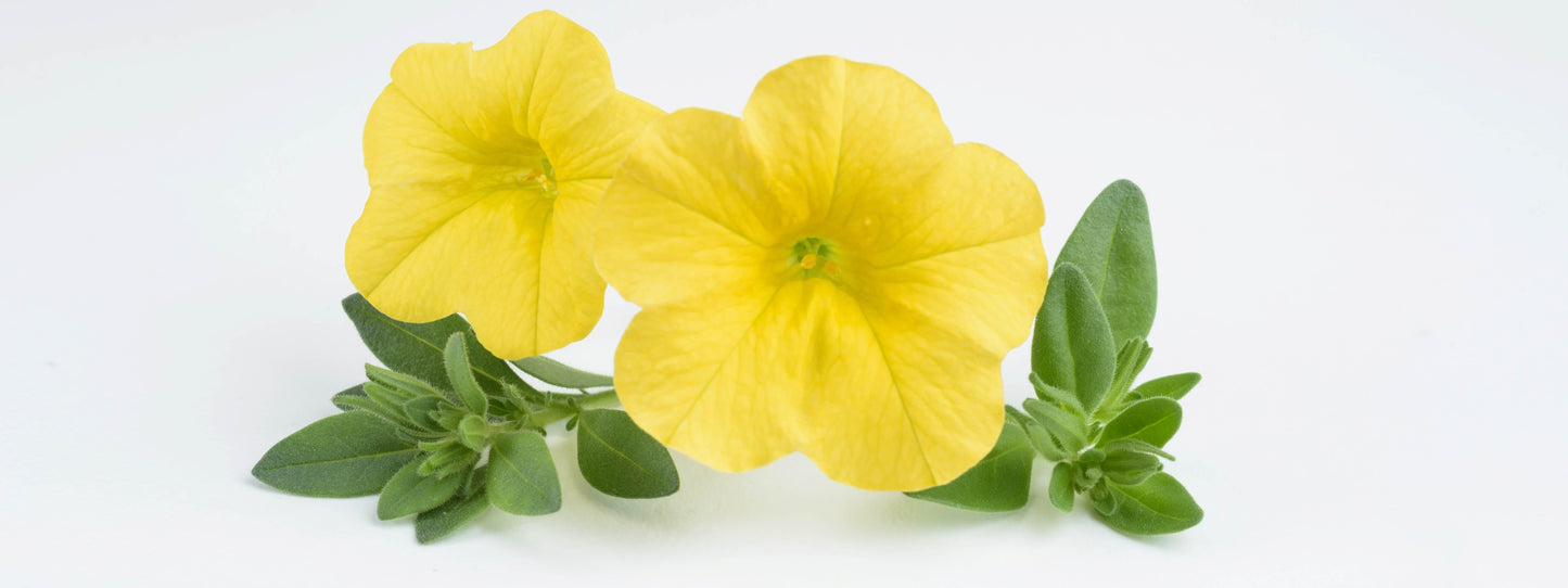 Calibrachoa Lia Yellow - View 11 from www redcrocus com