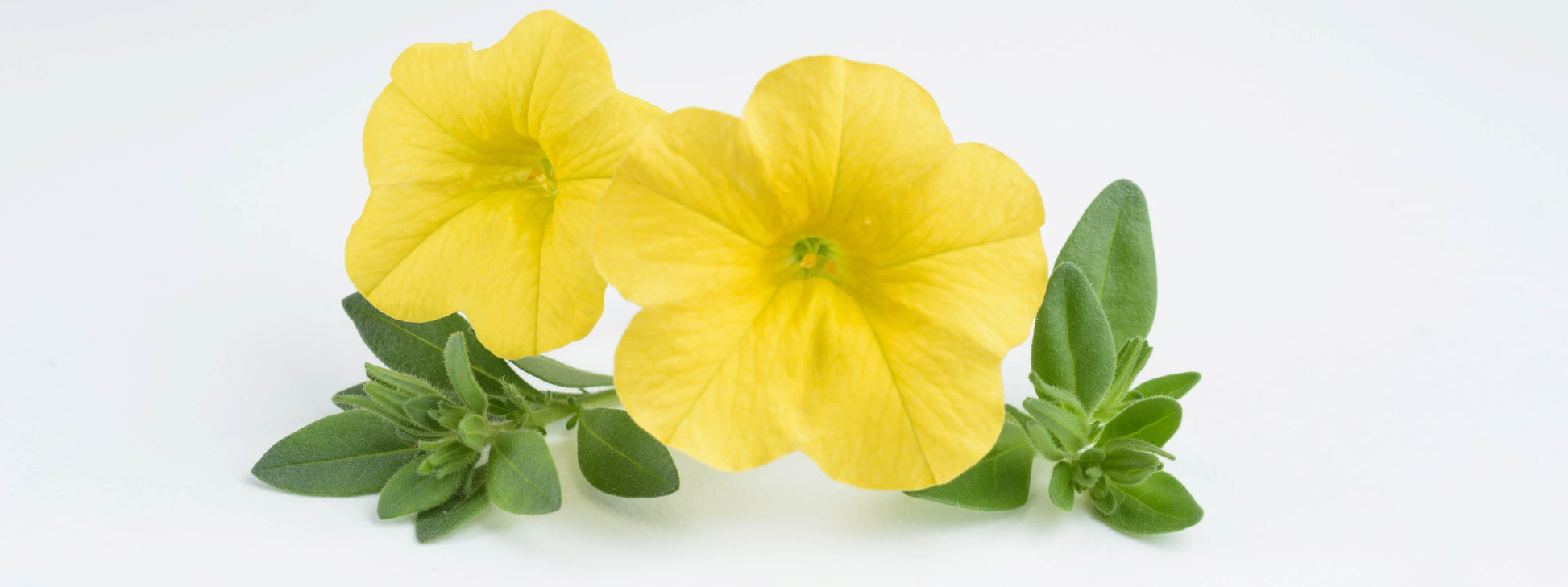 Calibrachoa Lia Yellow - View 11 from www redcrocus com