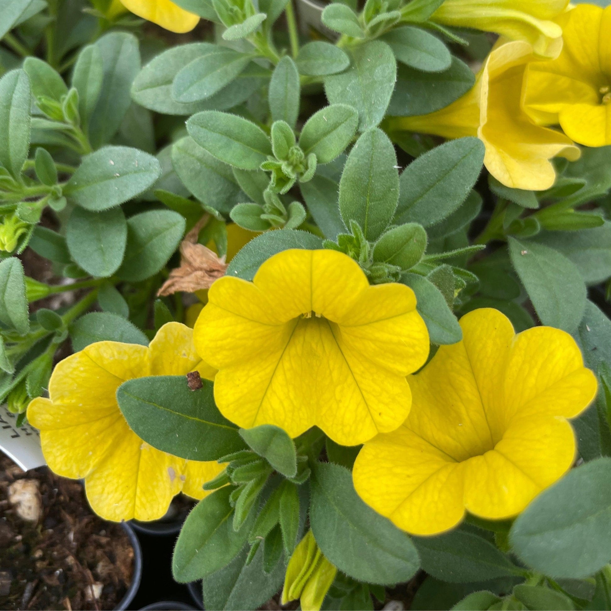 Calibrachoa Lia Yellow - View 12 from www redcrocus com