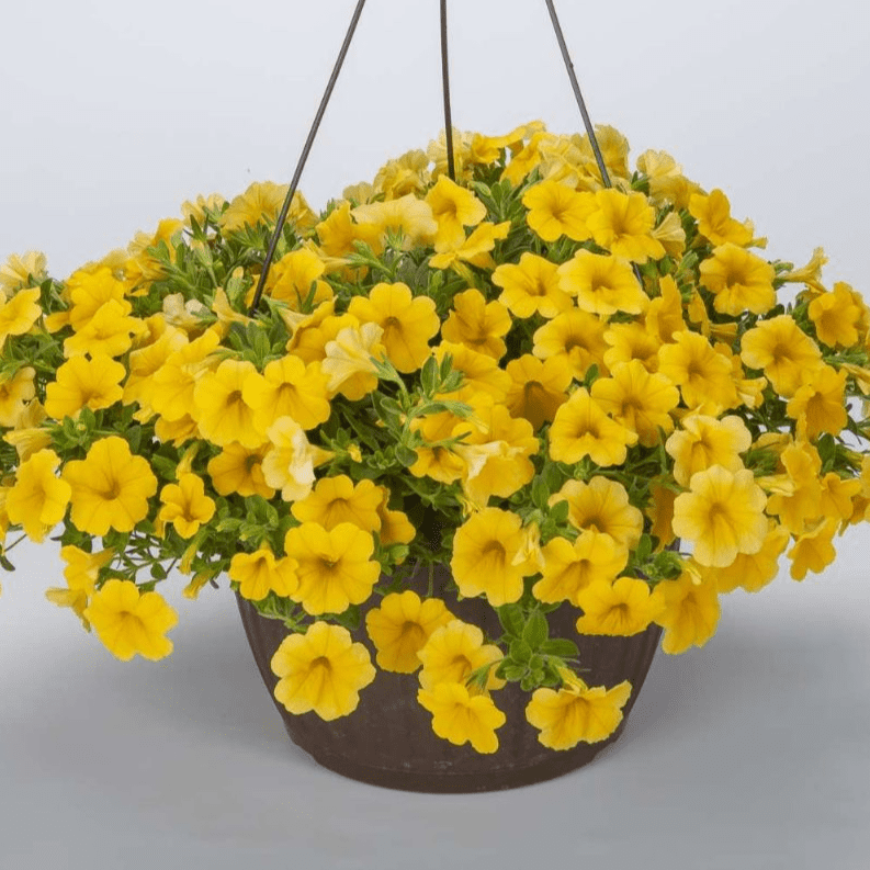 Calibrachoa Lia Yellow - View 13 from www redcrocus com