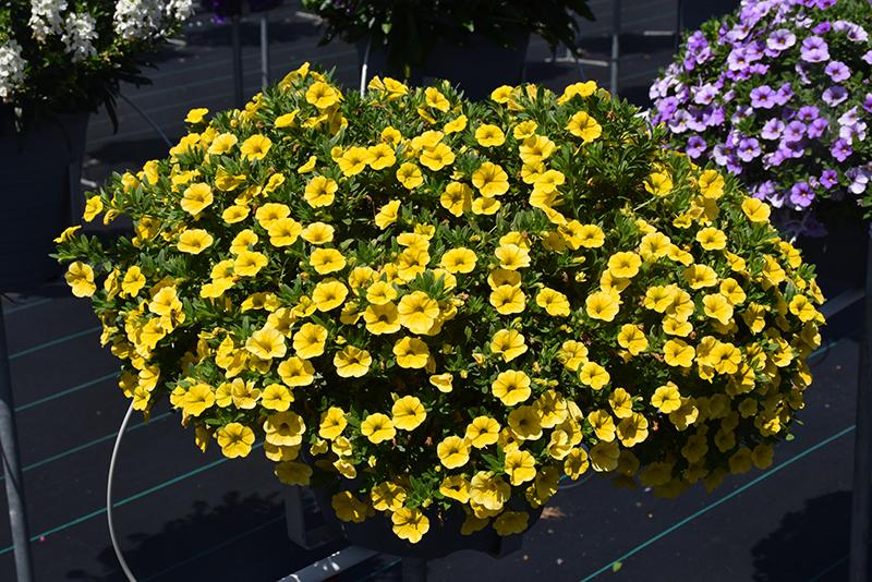Calibrachoa Lia Yellow - View 15 from www redcrocus com