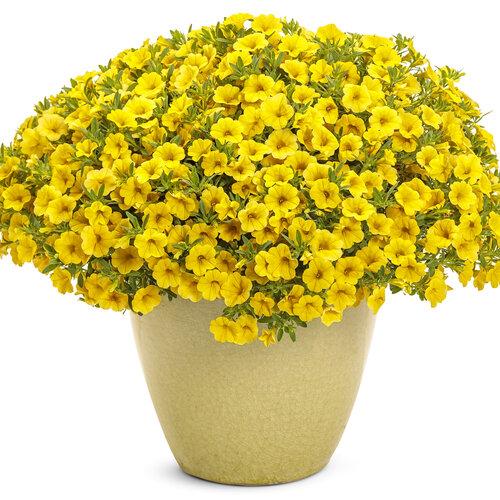Calibrachoa Lia Yellow - View 19 from www redcrocus com