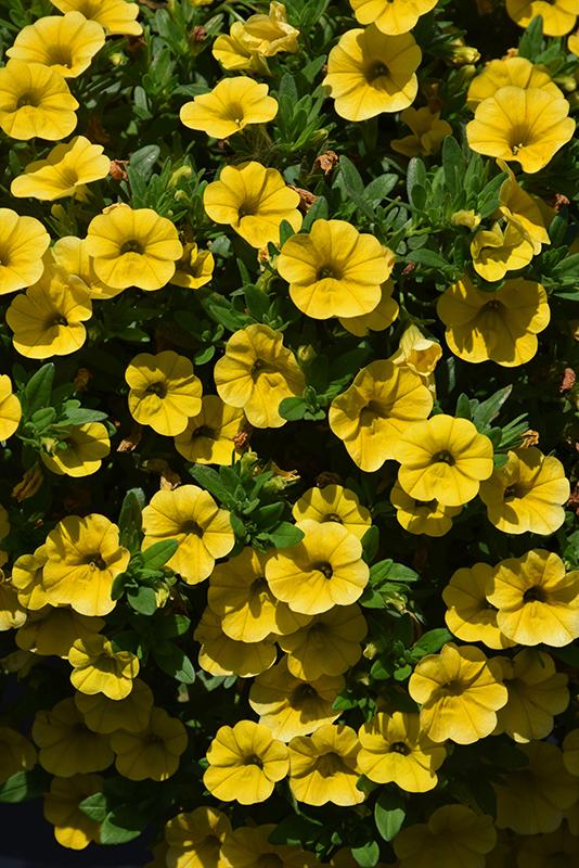 Calibrachoa Lia Yellow - View 2 from www redcrocus com