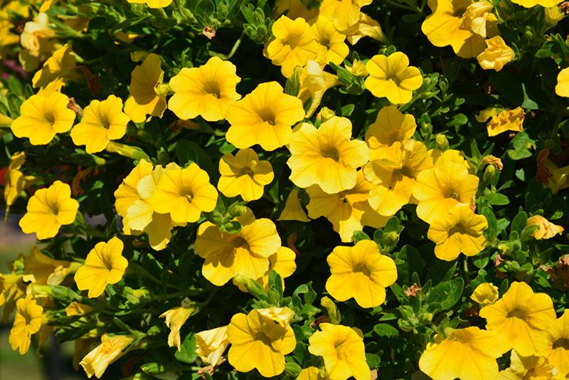 Calibrachoa Lia Yellow - View 3 from www redcrocus com
