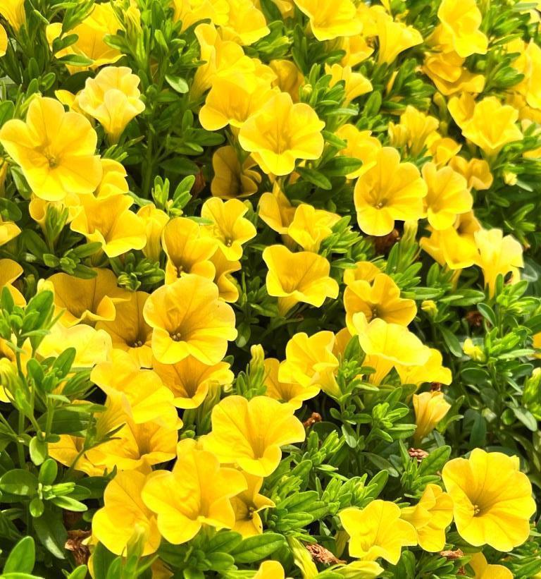 Calibrachoa Lia Yellow - View 4 from www redcrocus com