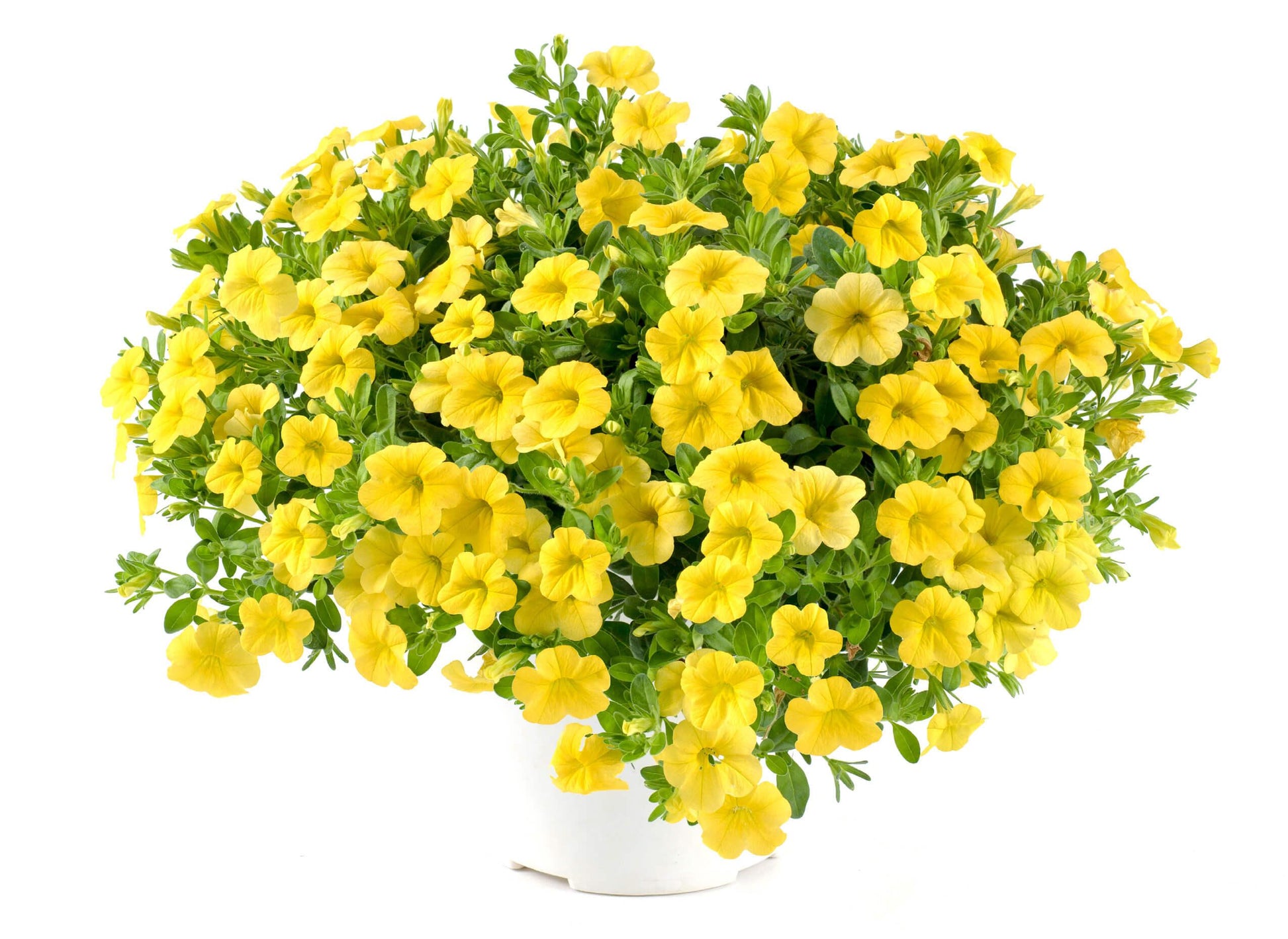 Calibrachoa Lia Yellow - View 5 from www redcrocus com