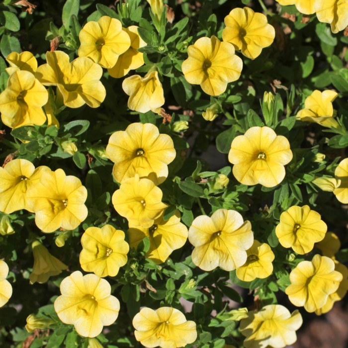 Calibrachoa Lia Yellow - View 6 from www redcrocus com