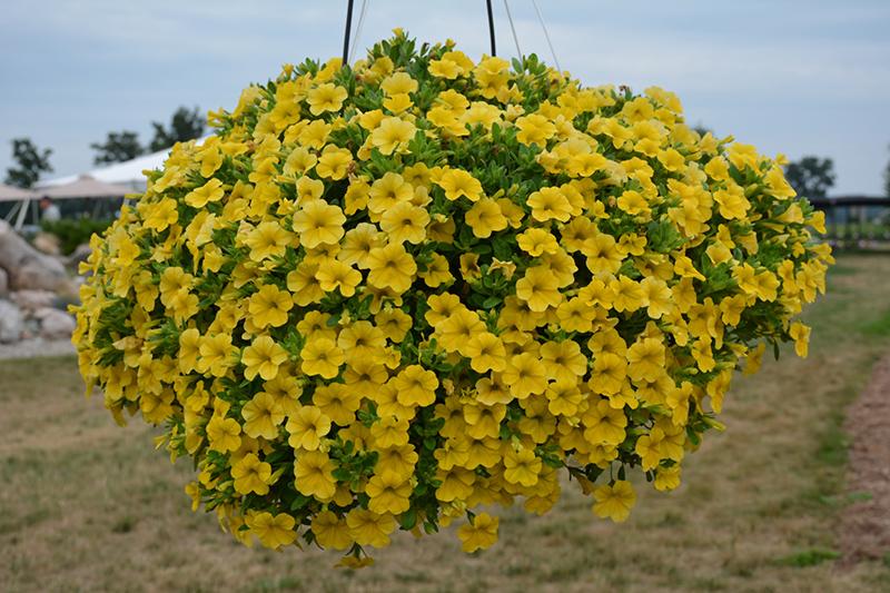 Calibrachoa Lia Yellow - View 7 from www redcrocus com