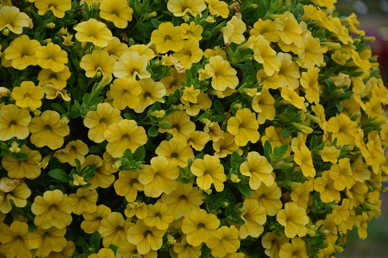 Calibrachoa Lia Yellow - View 8 from www redcrocus com