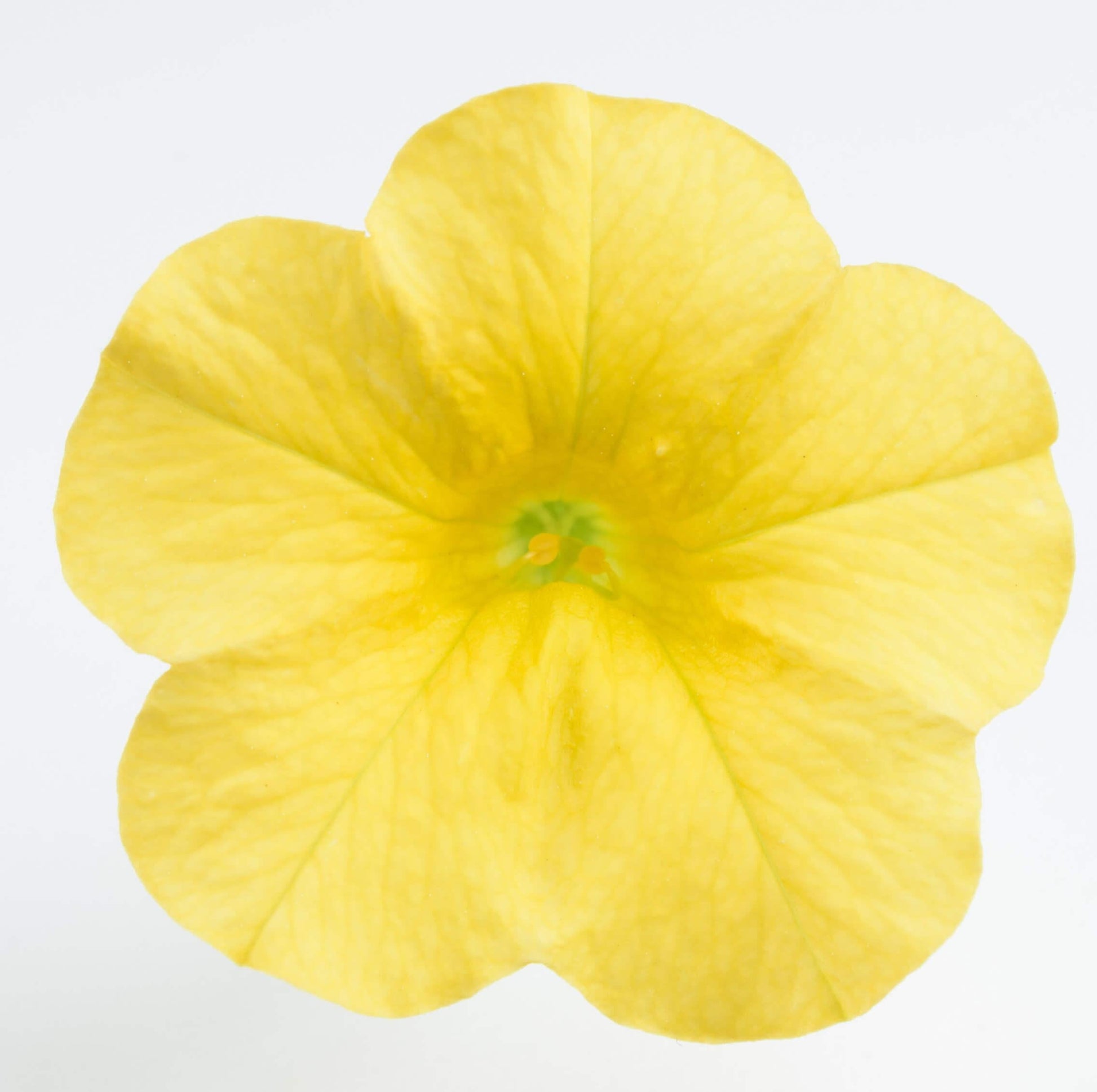 Calibrachoa Lia Yellow - View 9 from www redcrocus com