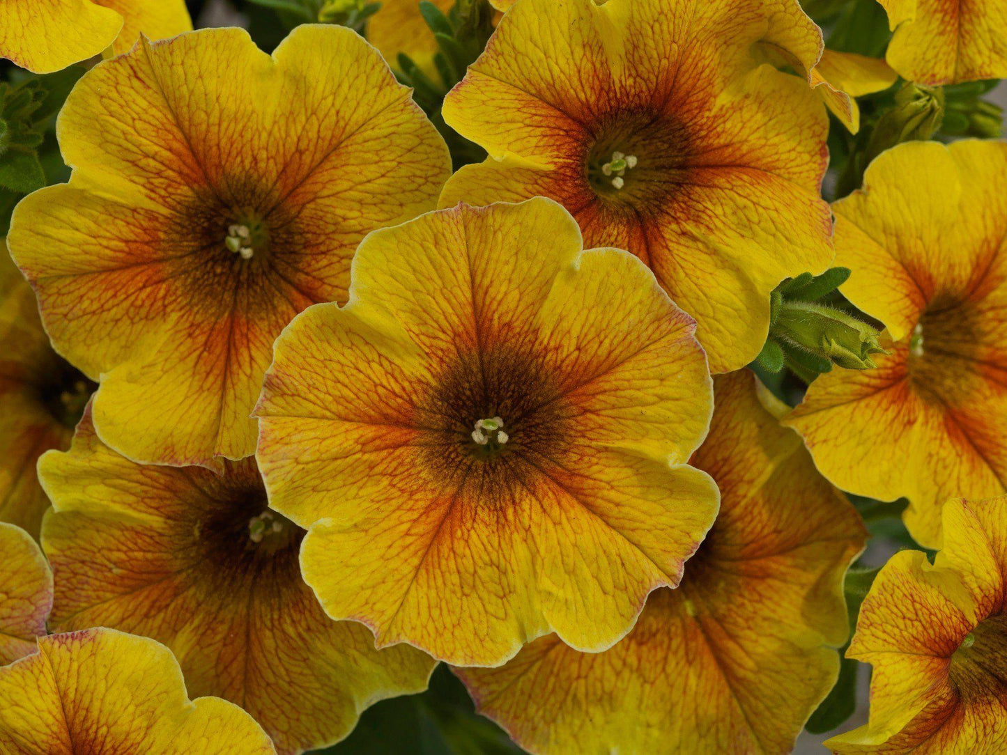 Petchoa Caliburst Yellow - View 17 from www redcrocus com