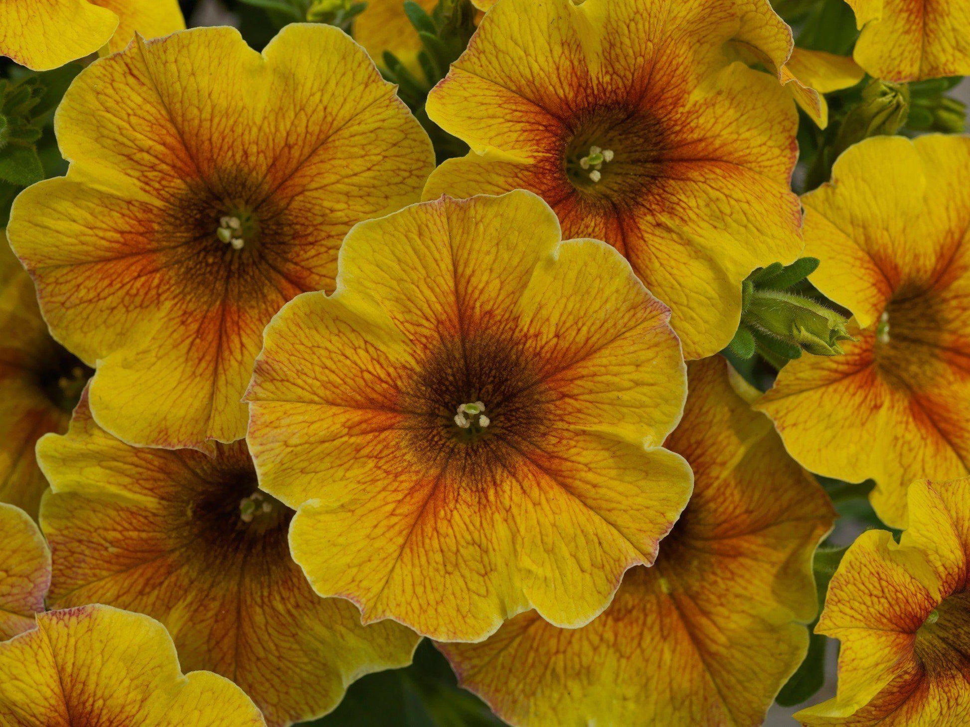 Petchoa Caliburst Yellow - View 17 from www redcrocus com