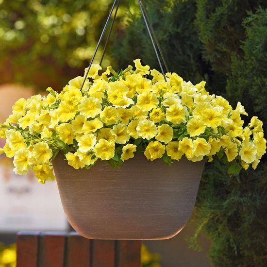 Petchoa Caliburst Yellow - View 18 from www redcrocus com