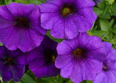 Petchoa Enviva Blue - View 10 from www redcrocus com