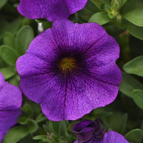 Petchoa Enviva Blue - View 1 from www redcrocus com