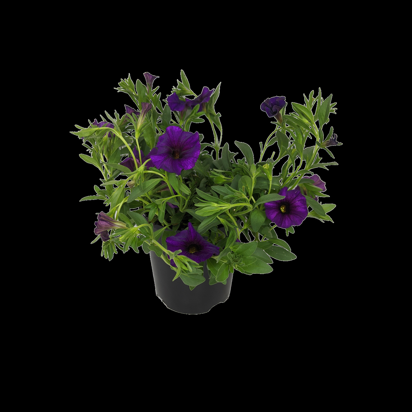 Petchoa Enviva Blue - View 8 from www redcrocus com