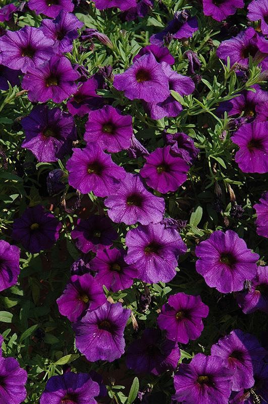 Petchoa Enviva Blue - View 9 from www redcrocus com