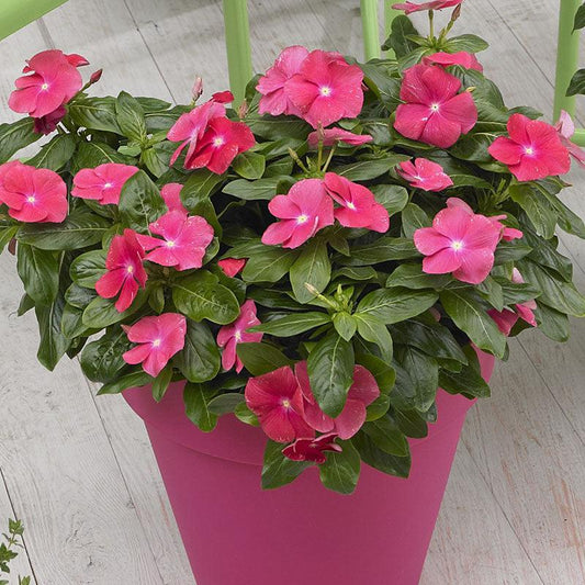 Vinca Cora Cascade Xdr Bright Rose - View 10 from www redcrocus com