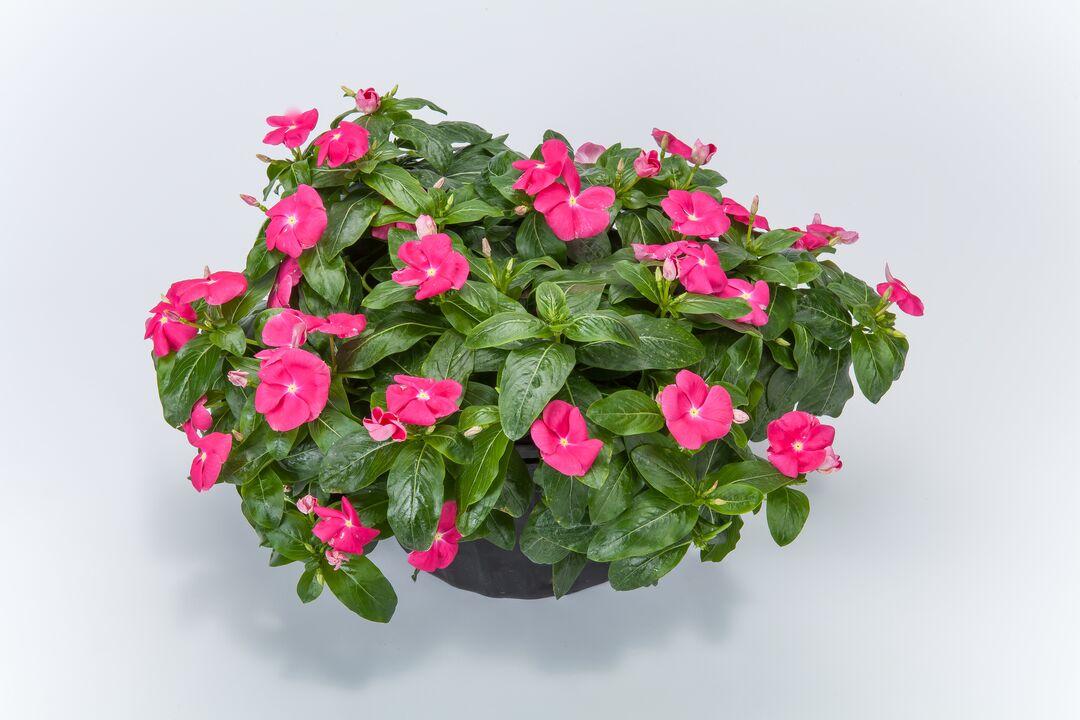 Vinca Cora Cascade Xdr Bright Rose - View 11 from www redcrocus com