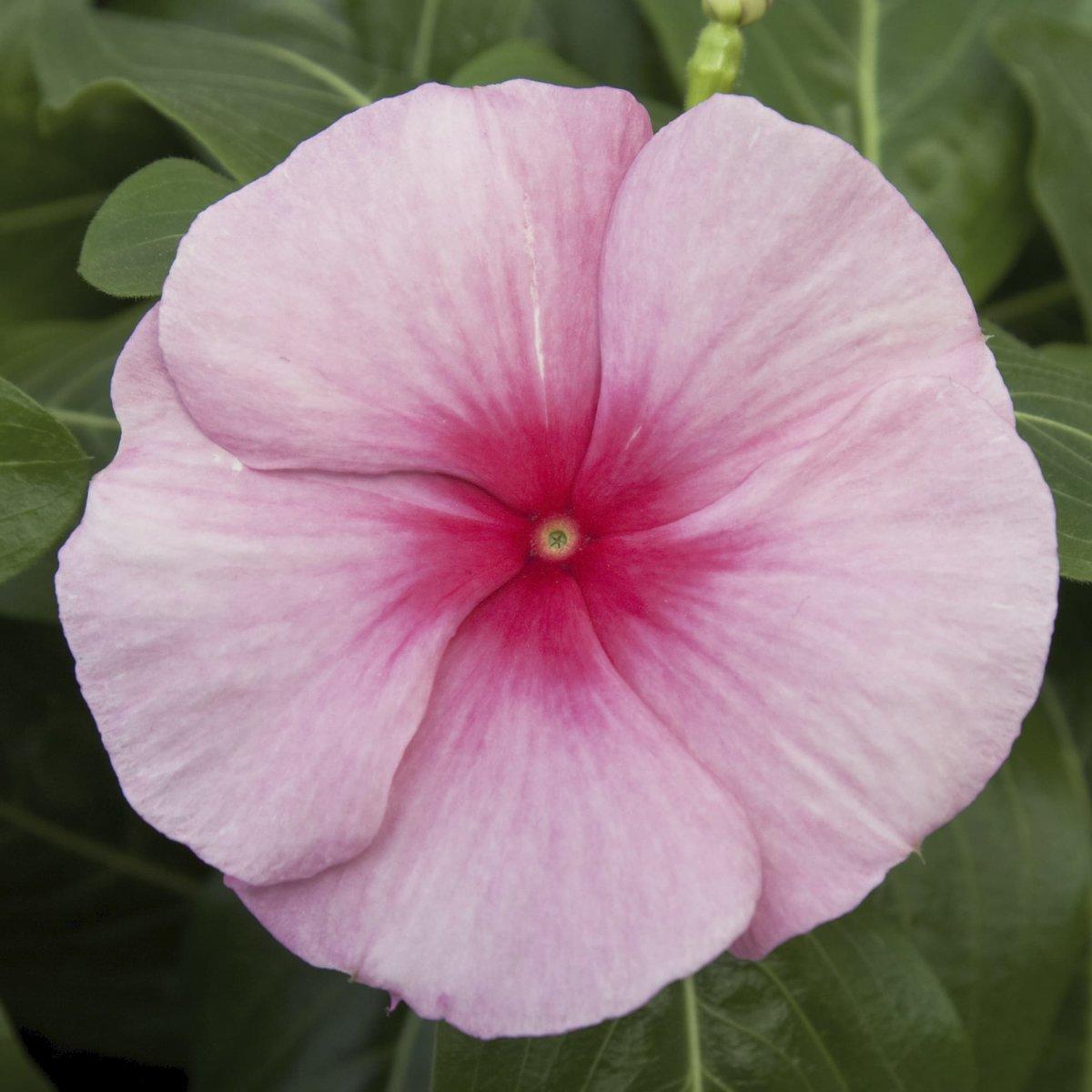 Vinca Cora Cascade Xdr Bright Rose - View 15 from www redcrocus com
