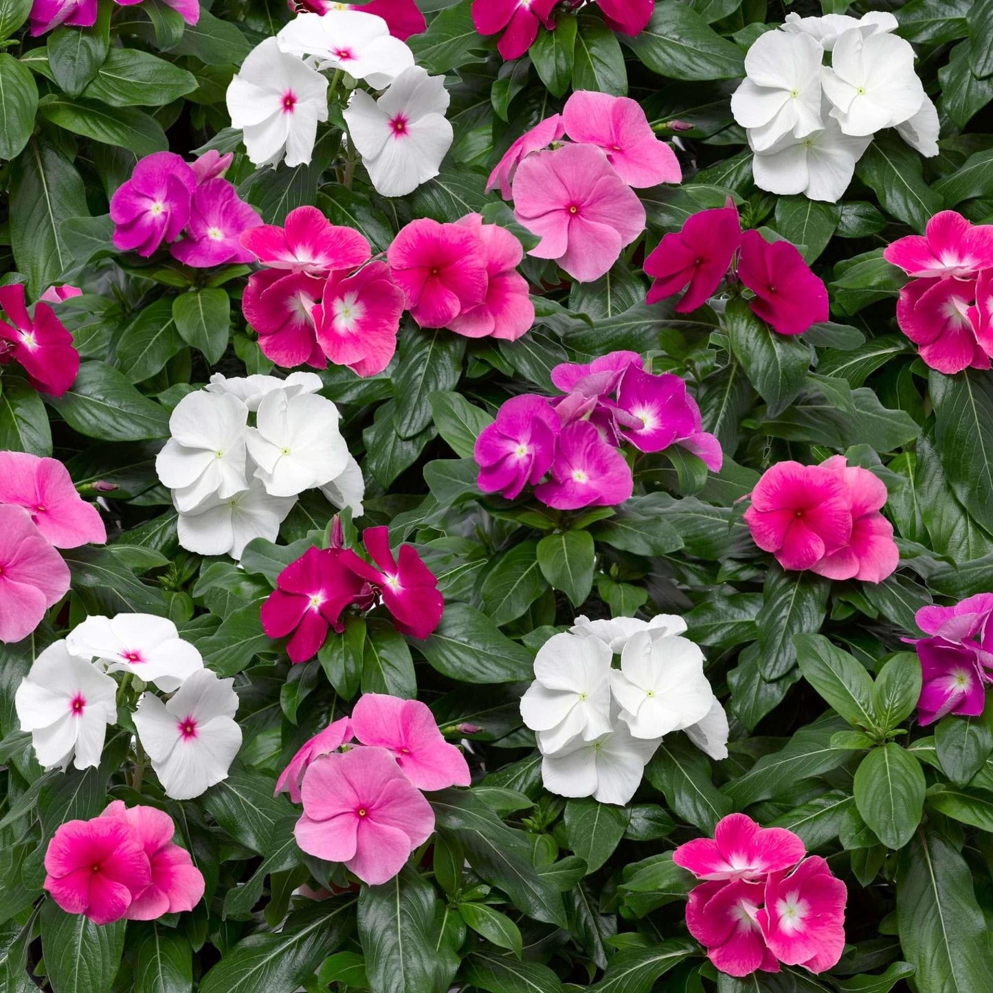 Vinca Cora Cascade Xdr Bright Rose - View 16 from www redcrocus com