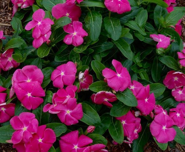 Vinca Cora Cascade Xdr Bright Rose - View 2 from www redcrocus com
