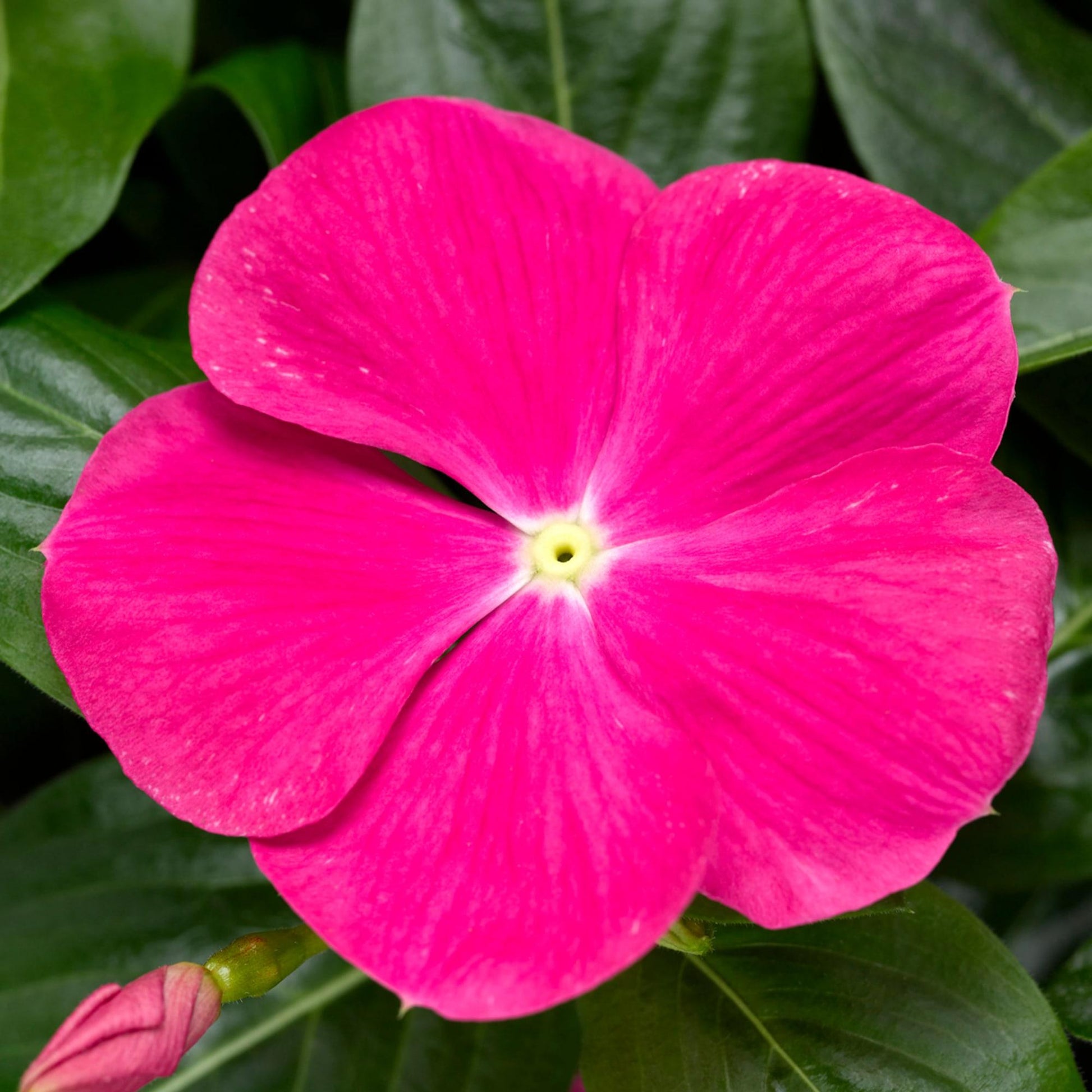 Vinca Cora Cascade Xdr Bright Rose - View 5 from www redcrocus com
