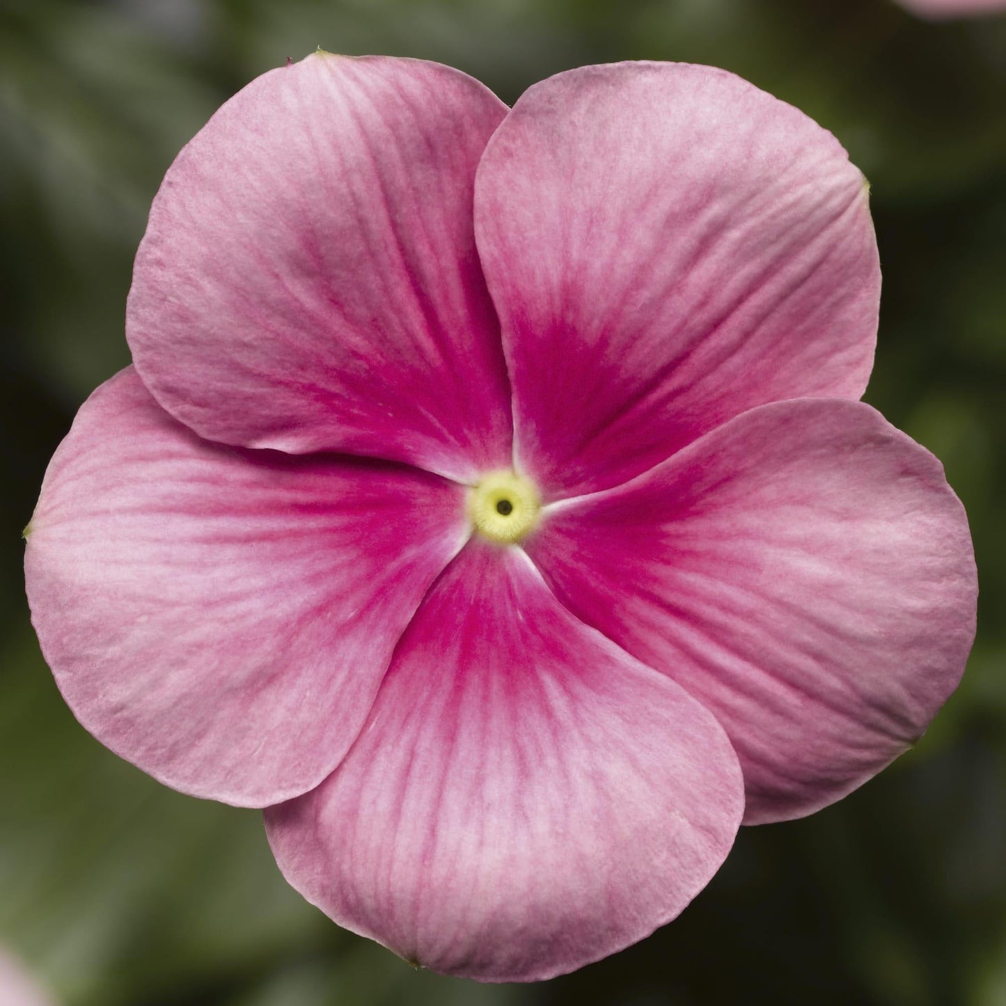 Vinca Cora Cascade Xdr Bright Rose - View 8 from www redcrocus com