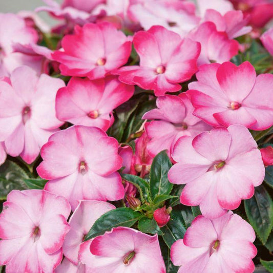 New Guinea Impatiens Harmony Radiance Hot Pink - View 1 from www redcrocus com