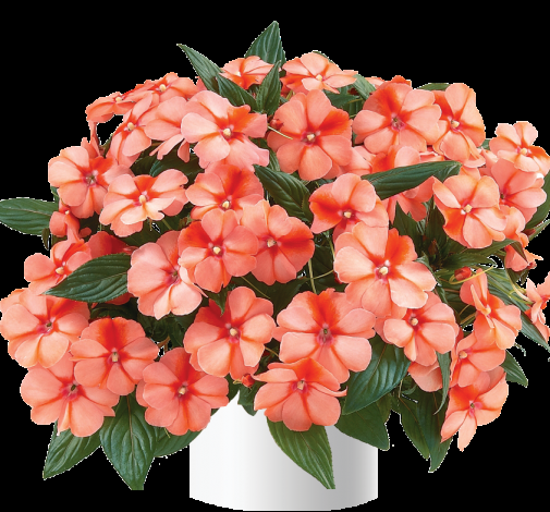 New Guinea Impatiens Harmony Apricot Cream - View 1 from www redcrocus com