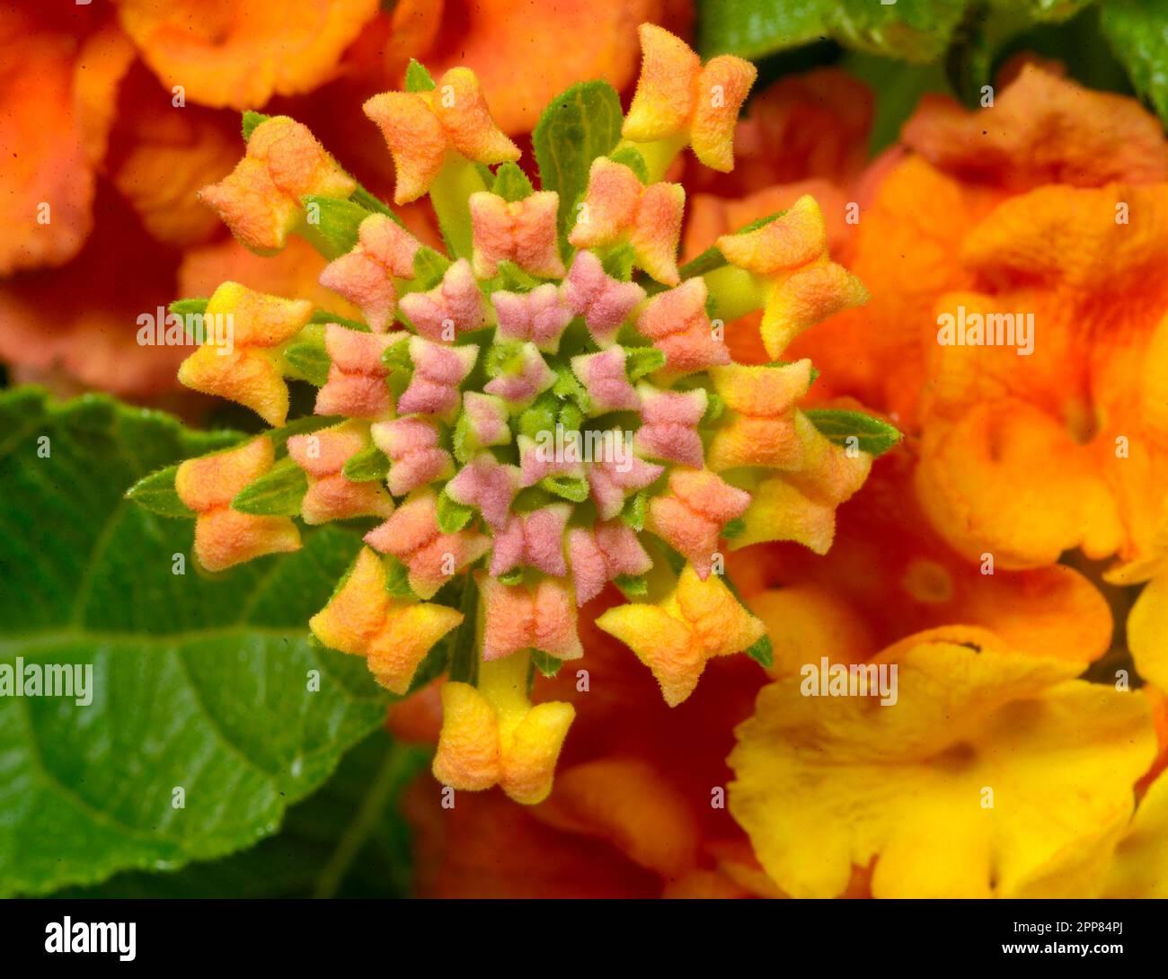 Lantana Bandolista Mango - View 11 from www redcrocus com