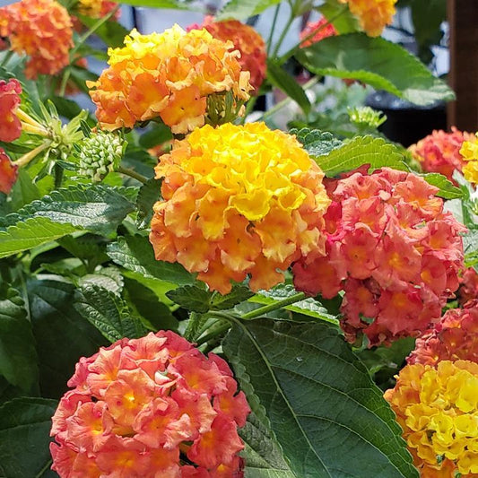 Lantana Bandolista Mango - View 1 from www redcrocus com